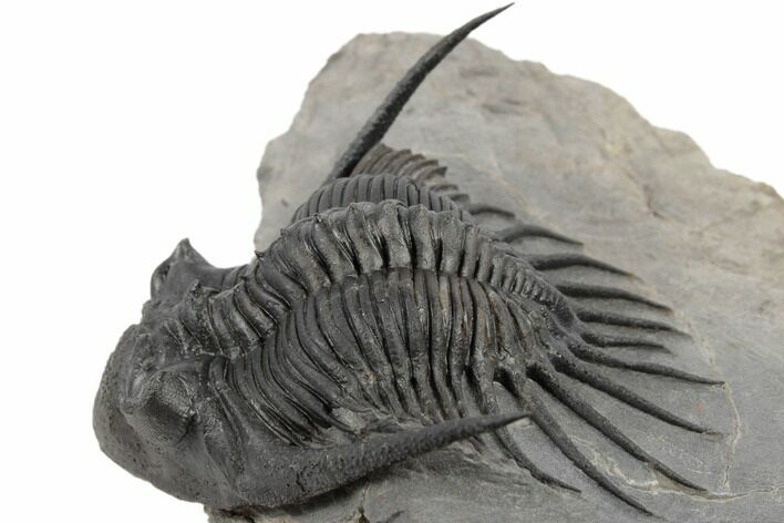 Kayserops megaspina Trilobite - Top Quality #189968